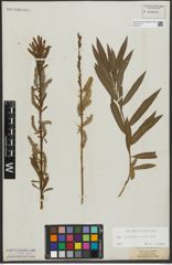 Foto von Salix purpurea L. x Salix viminalis L.